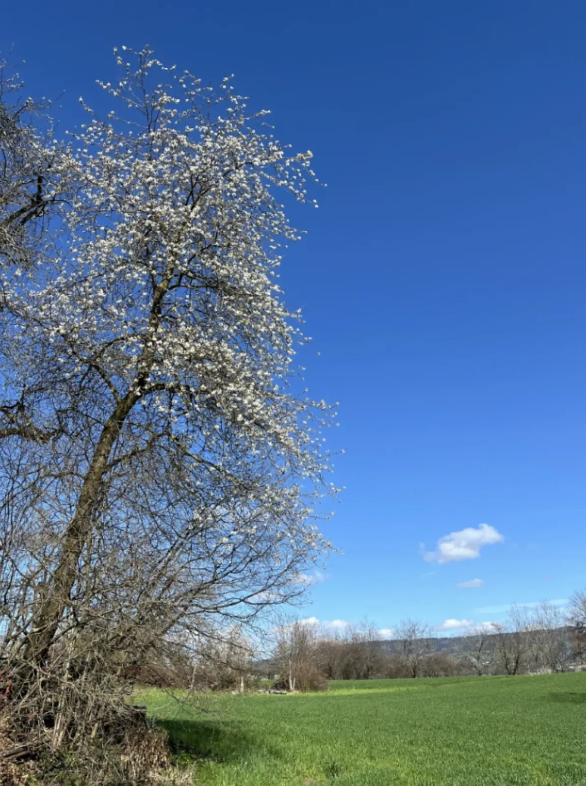 Nein zur Deponie Längiberg - diese prachtvolle Natur müsste der Deponie weichen.