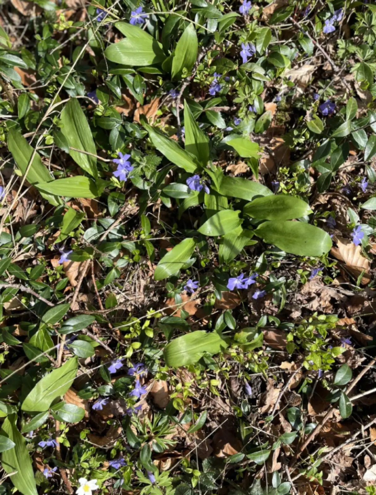 Nein zur Deponie Längiberg - diese prachtvolle Natur müsste der Deponie weichen.